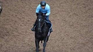 【京都新聞杯想定騎手】ブラックブロッサムはD.レーン騎手、ポッドボレットは福永祐一騎手