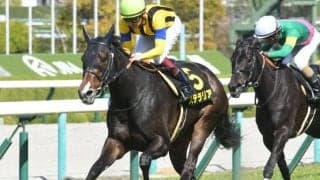 【新潟大賞典枠順確定】ステラリアは5枠9番、シュヴァリエローズは7枠12番