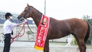 JpnI覇者ワイドファラオが大井競馬へ移籍　2020年かしわ記念など芝＆ダートで重賞3勝