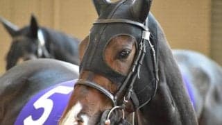 【新潟大賞典予想】長い直線コースは向く、波乱傾向のハンデ重賞で改めて期待