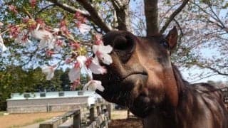 『引退したら引き取りたい』男性が思い続けていた夢を実現させるまで