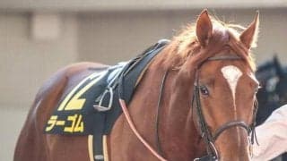 【次走】ラーゴムはプロキオンSへ 芝・ダート両重賞制覇狙う