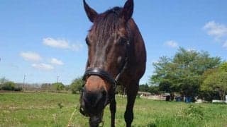 「人生を懸ける思いで引き取ることにしました」推しの馬が突然の抹消