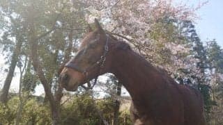 推しの馬と共に生きる私のストーリー 愛馬ダイワインパルスと歩む人生