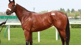 札幌競馬場で北海道市場2歳トレーニングセールが開催