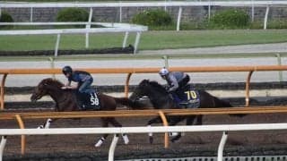 ロータスランド、安田記念1週前追い切り速報/栗東トレセンニュース