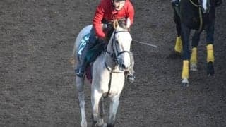 カウピリなど、先週のゲート試験/栗東トレセンニュース