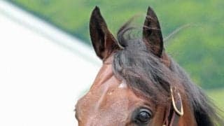 GI馬ステルヴィオがアロースタッドに到着