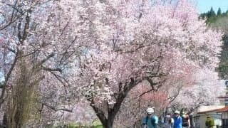 桜を求め、春のSakura Rolling Hillsへ