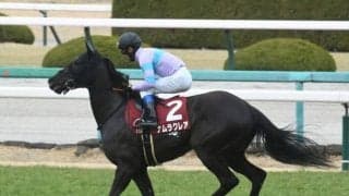 【函館スプリントS出走馬・騎手確定】ナムラクレア＆浜中俊騎手、ビアンフェ＆藤岡佑介騎手など16頭