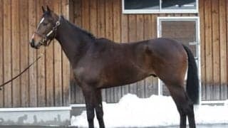 国枝厩舎がダービーを意識する逸材。世界的な良血ダノンザタイガーは「いい根性がある」