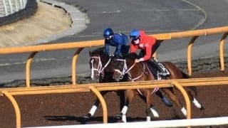 姉はデビュー戦レコード勝ち、兄は4億円馬 注目の血統馬ピヌスアモリス/関西馬メイクデビュー情報