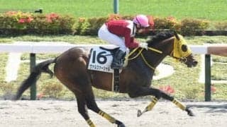 ユニコーンＳは今年も大混戦。過去の激走例から導き出した４頭が好配当の使者となる