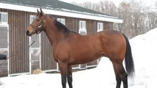 「健康体」のブラストウェーブは全兄ブラストワンピース以上の活躍が期待される大器