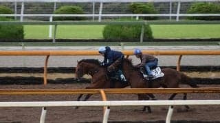 祖母はスプリント重賞5勝、スピード色溢れる血統を持つカルロヴェローチェ/関西馬メイクデビュー情報