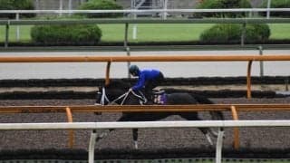 チュウワウィザード、帝王賞追い切り速報/栗東トレセンニュース