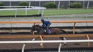 テーオーケインズ、帝王賞追い切り速報/栗東トレセンニュース