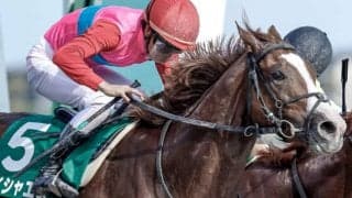 【次走】ユニコーンS覇者ペイシャエスはジャパンダートダービーへ