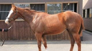 新規参入のインゼルが武豊で初出走