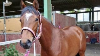 インゼルのアイドルホース、アンテロースが武豊で26日新馬戦デビュー