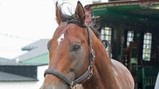 モジアナフレイバーが白馬牧場に到着