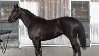 新進気鋭のオーナーが期待を寄せる「バラ一族」のヤングローゼス。手塚調教師も「いい馬」と高評価