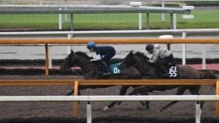 母は芝短距離で3勝を挙げたリアルスティール産駒、トーホウガレオンがデビュー/関西馬メイクデビュー情報