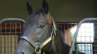 メジロベイリーが老衰のため死亡 「メジロ牧場」最後のGI馬