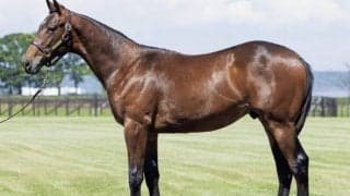 【JRA新馬戦】サトノダイヤモンド産駒ルクスグローリアなどがデビュー