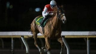 【スパーキングレディーC】ショウナンナデシコは8枠10番