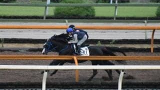 サンレイポケット、函館記念1週前追い切り速報/栗東トレセンニュース