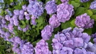 第783回 ＂願い事＂執筆者・日置恵真