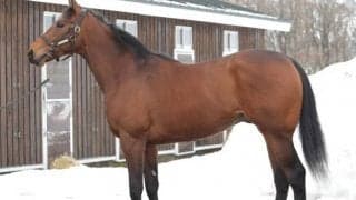 【JRA新馬戦】ブラストワンピースの全弟ブラストウェーブなどがデビュー