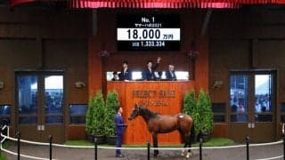 セレクトセール2022が開幕！上場番号1番 リアルスティール産駒が1億8000万円