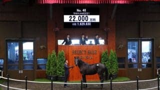 【セレクトセール2022】ステルヴィオ半弟が2億2000万円