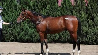 【セレクトセール2022】前年比10.6％増で歴代最高128.7億円を売り上げ大盛況　億超えは25頭/1歳セッション