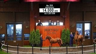 【セレクトセール2022】サートゥルナーリアの初年度産駒が1億超え！  ダノックスがカゼルタの2022を1億4000万円で落札