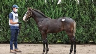 ショウナン国本オーナー3億超の馬に「自分の夢をかけるに相応しい魅力な馬」