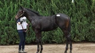 「どうしても欲しいと思っていたので落札できて嬉しい」 希望馬の落札に「エコロ」原村オーナーもホッ