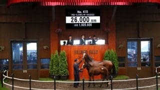 【セレクトセール2022】当歳ロードカナロア産駒が2億6000万円で落札