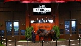 【セレクトセール2022】当歳キズナ産駒が1億8500万円で落札