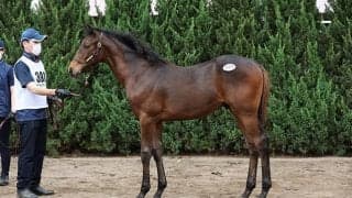 【セレクトセール2022】総売上257億円超で史上最高売上更新　当歳のトップは3億2000万円/当歳セッション