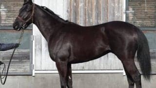 【JRA新馬戦】パッシングスルーの半妹フェブランシェなどがデビュー