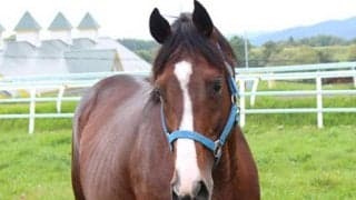 オルフェーヴル＆ドリームジャーニーの全弟リヤンドファミユの産駒がJRA通算2勝目　小倉2Rのマメコ