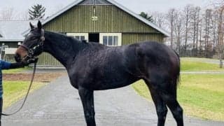 おじはGI3勝ロゴタイプ、ドレフォン産駒レッドソリッドがデビュー/関西馬メイクデビュー情報