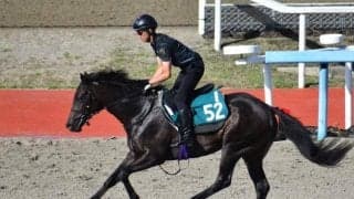 ジャクソンルーツなど、先週のゲート試験/栗東トレセンニュース