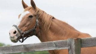 日高で余生を過ごすマンダララ(1)外国産繁殖馬として初！引退馬協会のフォスターホースに
