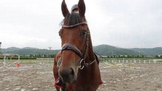 ヨシオが福島競馬場で誘導馬に 「無事之名馬」を体現したアイドルホース