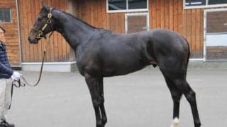 セレクトセール1億円超え シュバルツガイストが武豊でデビュー