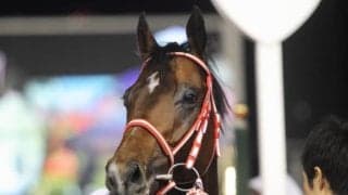 新種牡馬リアルスティールの産駒がJRA初勝利　小倉1Rニシノトキメキ